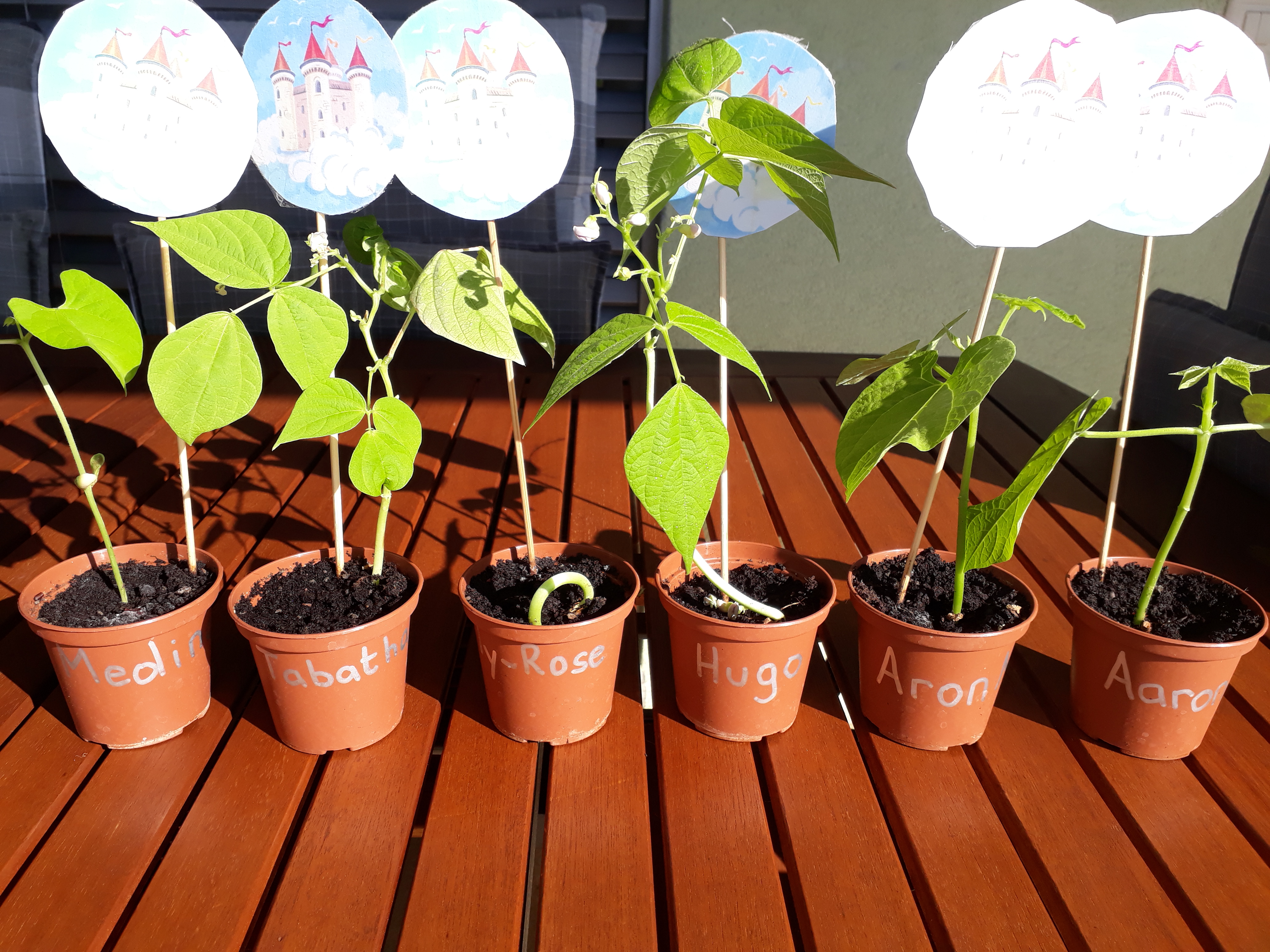 2h_e_photos_haricots.jpg