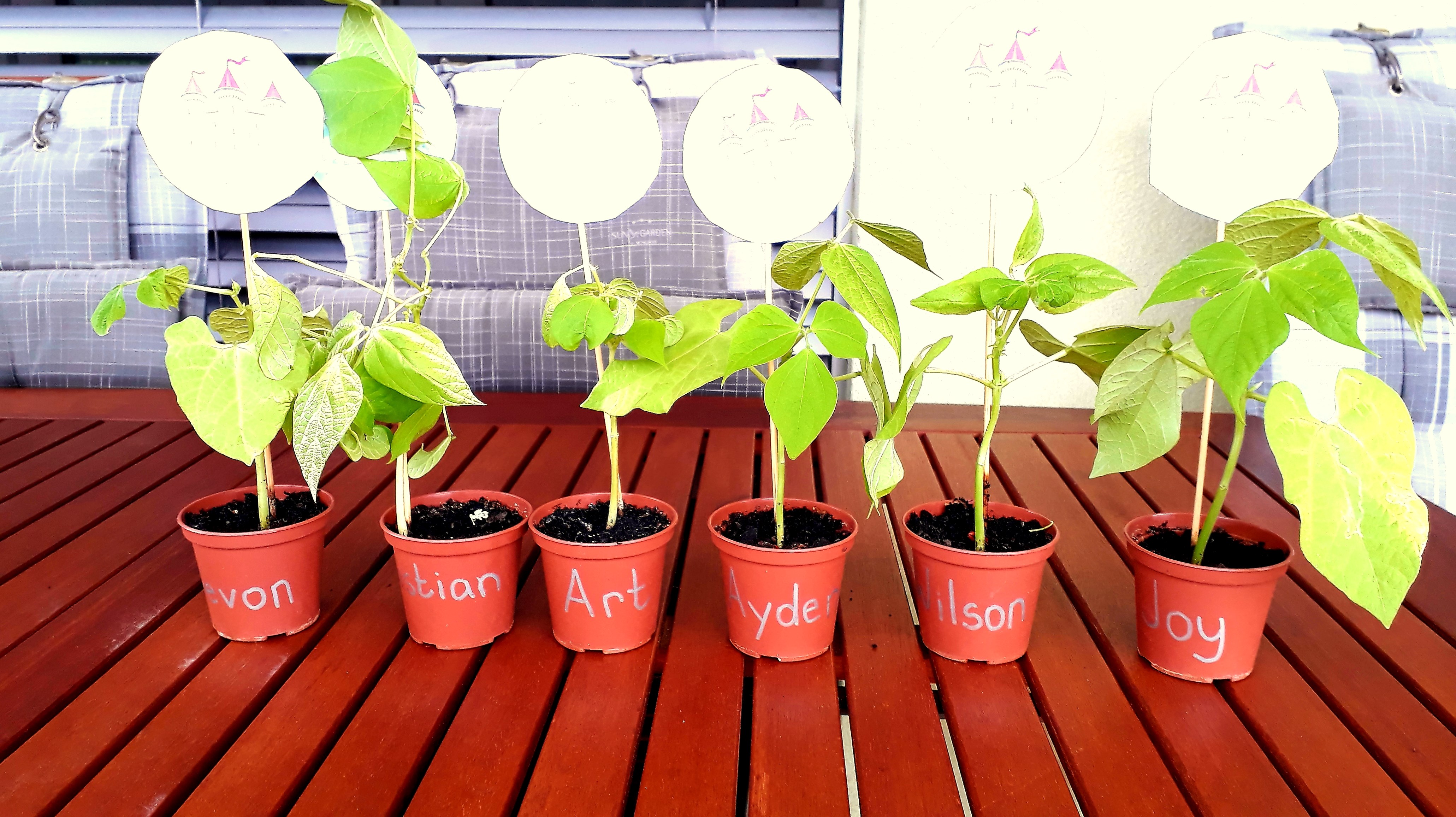 2h_f_photo_haricots_30.04.2020.jpg