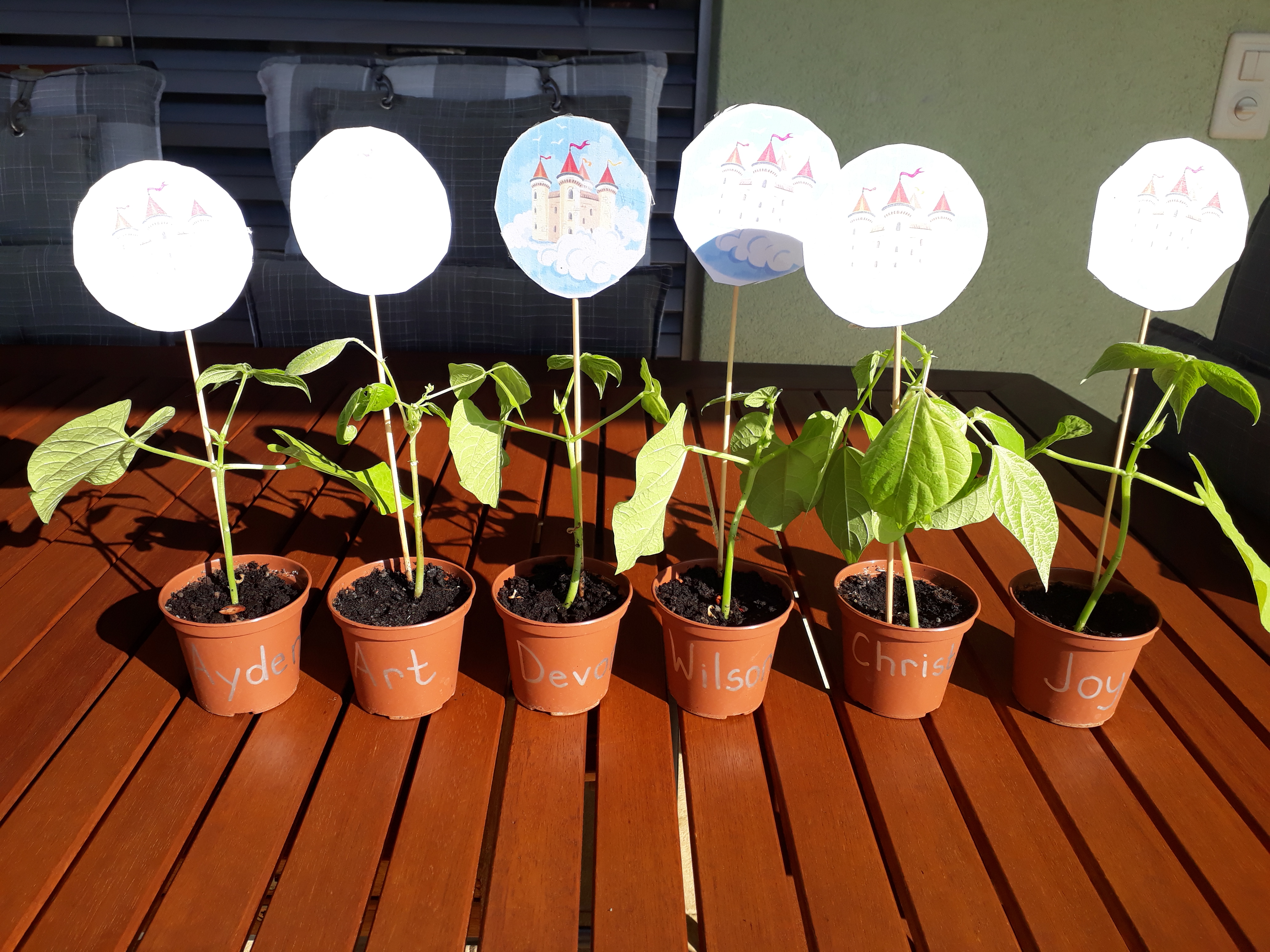 2h_f_photos_haricots.jpg