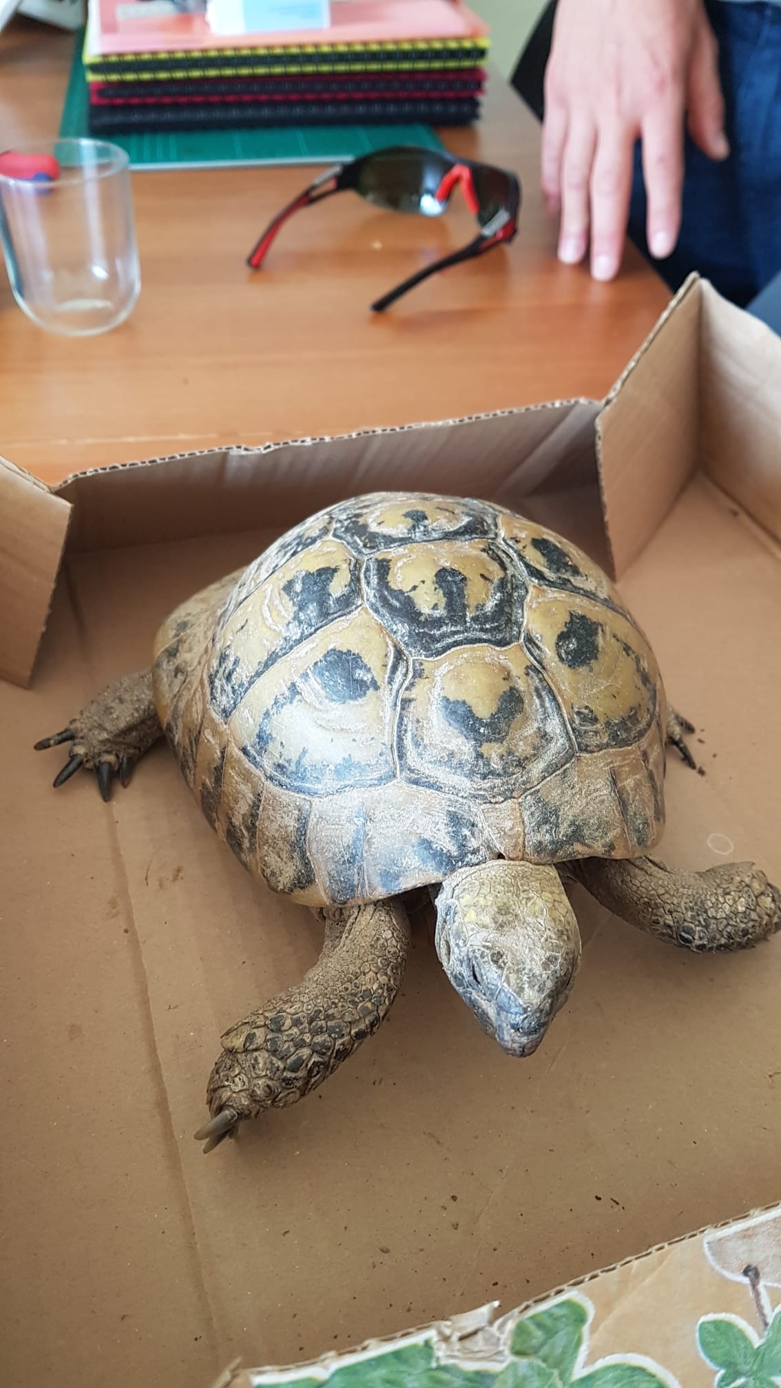 la_tortue_de_nael.jpg