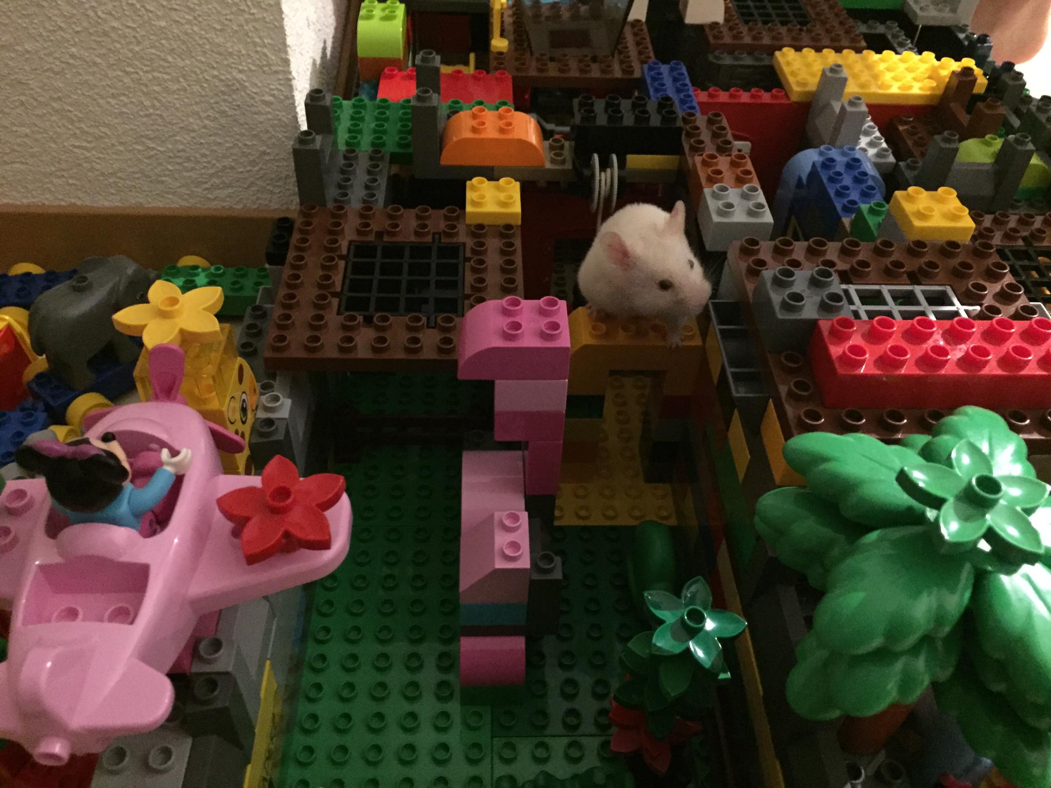 taliana_leggo_souris.jpg